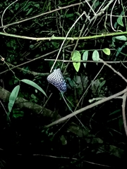 Ideopsis vulgaris macrina