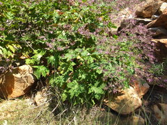 Pelargonium hispidum