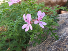 Pelargonium quercifolium