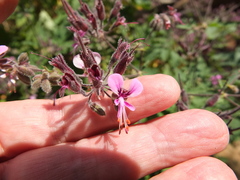Pelargonium hispidum