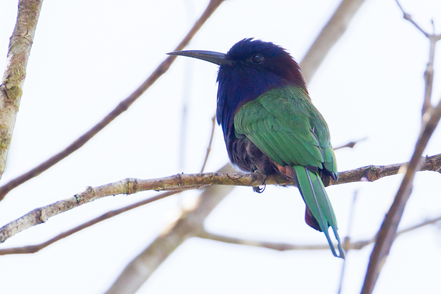 Purple-bearded Bee-eater (Meropogon forsteni), photo 4