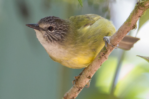 Sulawesi Heleia (Heleia squamiceps), photo 9