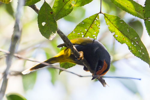 Fiery-browed Starling (Enodes erythrophris), photo 5