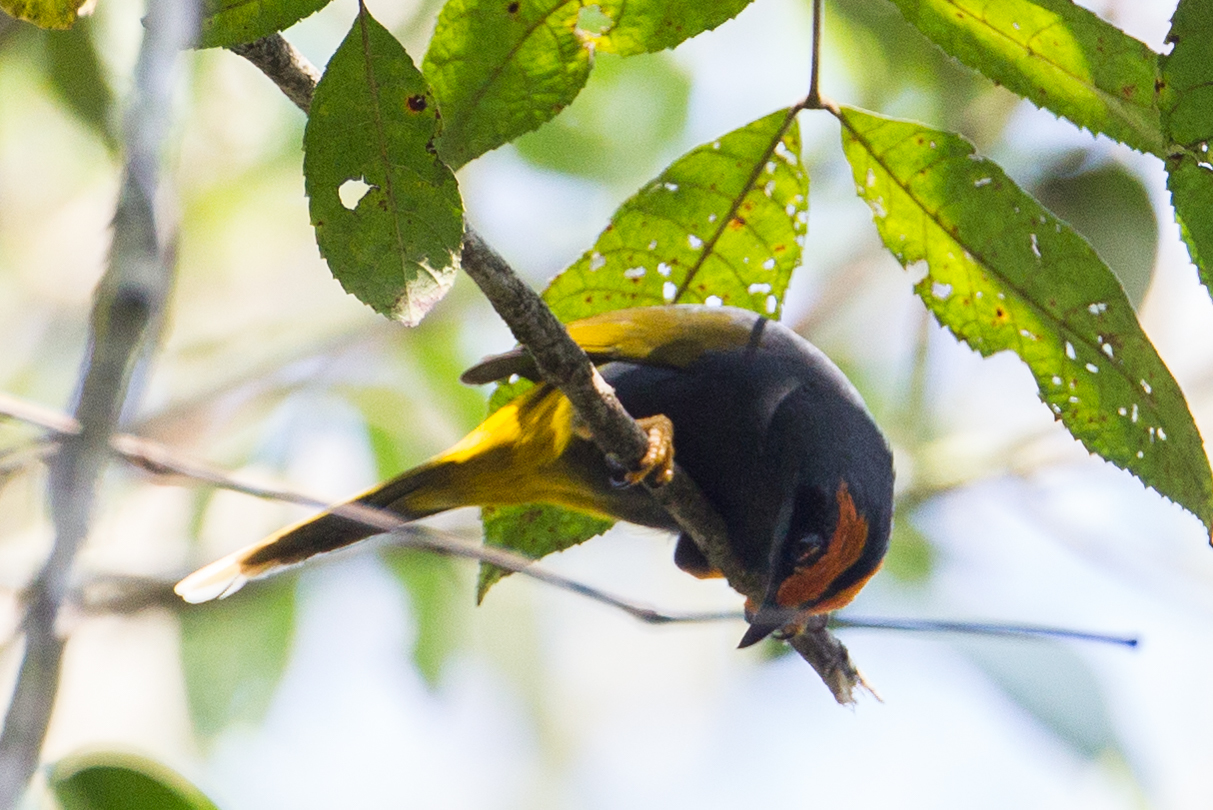 Fiery-browed Starling (Enodes erythrophris), photo 3