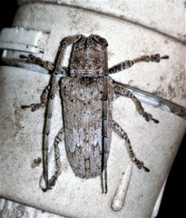 Rhytiphora neglecta