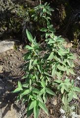 Salvia officinalis