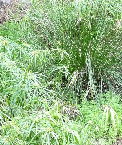 Cyperus alternifolius image