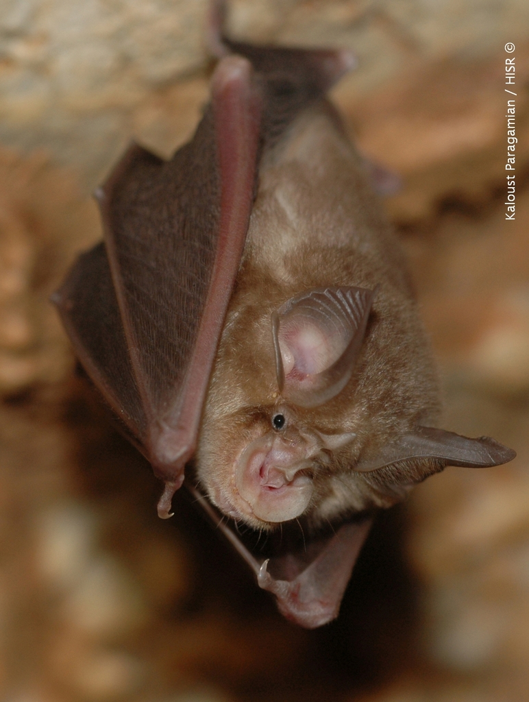 Blasius's Horseshoe Bat