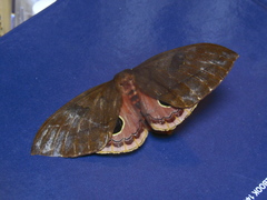 Pseudautomeris salmonea