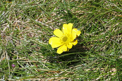 Ranunculus gunnianus