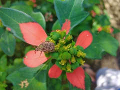 Elaphinis delagoensis