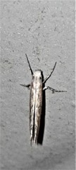 Epicephala trigonophora