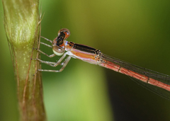 Agriocnemis argentea