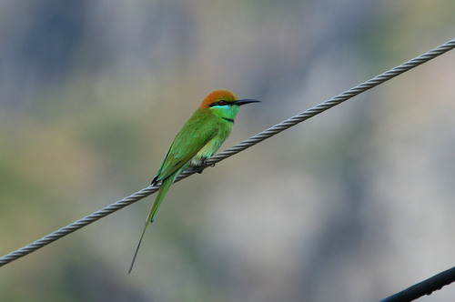 Subspecies Merops viridissimus cleopatra · iNaturalist