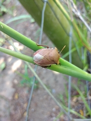 Basicryptus costalis