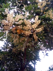 Magnoliopsida