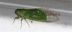 Chlorocysta vitripennis