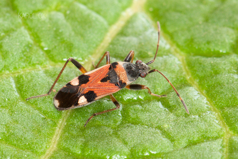Beosus quadripunctatus