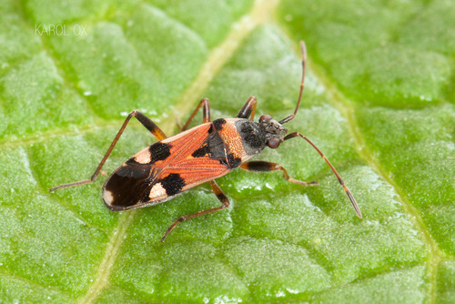 Beosus quadripunctatus