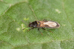 Dimorphopterus spinolae