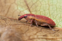Lixus angustus
