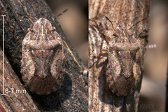 Sciocoris distinctus