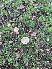 Melanoleuca polioleuca