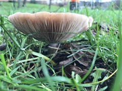 Melanoleuca polioleuca