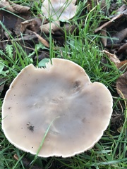 Melanoleuca polioleuca