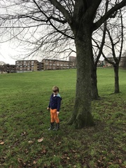 Melanoleuca polioleuca