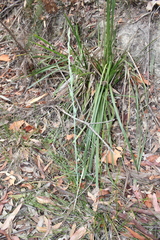 Calochilus gracillimus