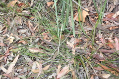 Calochilus gracillimus