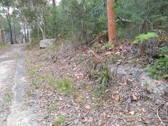 Calochilus gracillimus