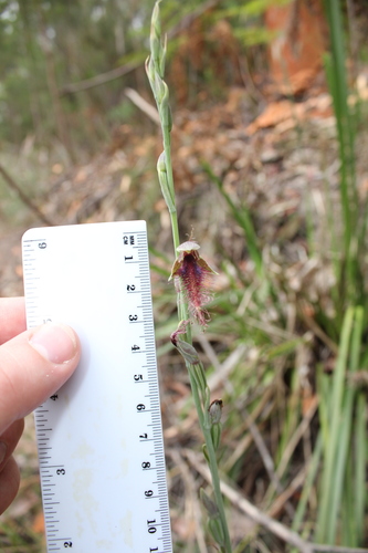 Image of Calochilus gracillimus by (c) mitchell holliday, some rights reserved (CC BY)