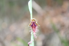 Calochilus gracillimus