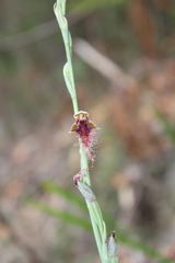 Calochilus gracillimus