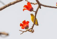 Zosterops senegalensis