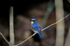 Cyornis whitei