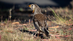 Anthochaera paradoxa