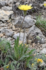 Leontodon biscutellifolius