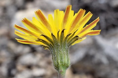 Leontodon biscutellifolius