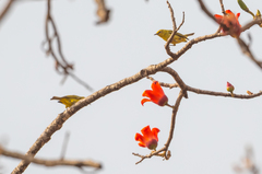 Zosterops senegalensis