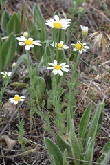 Anthemis sterilis