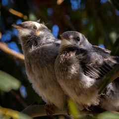 Anthochaera paradoxa