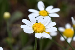 Anthemis sterilis