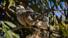 Anthochaera paradoxa