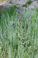 Anchusa leptophylla