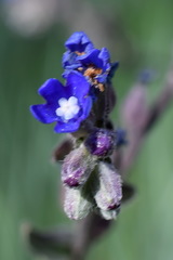 Anchusa leptophylla
