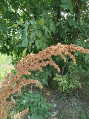 Rumex patientia orientalis