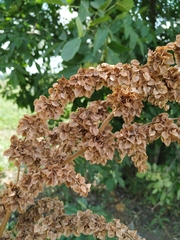 Rumex patientia orientalis